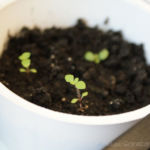 2013-04-02 stewia 2013-04-02 stewia