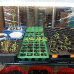 2013-04-02 szklarnia 2013-04-02 szklarnia