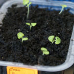 2013-04-07 bazylia 2013-04-07 bazylia