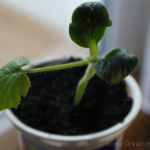 2013-04-07 cukinia 2013-04-07 cukinia