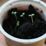 2013-04-07 cząber 2013-04-07 cząber