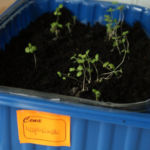 2013-04-07 majeranek 2013-04-07 majeranek