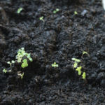 2013-04-07 oregano 2013-04-07 oregano