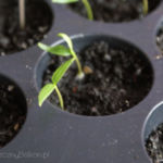 2013-04-07 papryki 2013-04-07 papryki