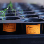 2013-04-07 papryki 2013-04-07 papryki