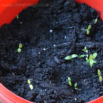 2013-04-07 pietruszka 2013-04-07 pietruszka