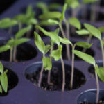 2013-04-07 pomidorki 2013-04-07 pomidorki