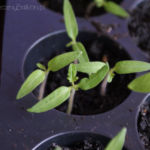 2013-04-07 pomidorki 2013-04-07 pomidorki