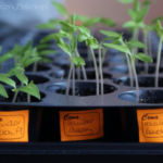 2013-04-07 pomidorki 2013-04-07 pomidorki