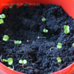 2013-04-07 roszponka 2013-04-07 roszponka