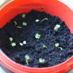 2013-04-07 rukola przesadzona 2013-04-07 rukola przesadzona