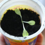 2013-04-07 sałata liściowa 2013-04-07 sałata liściowa