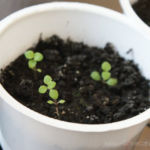 2013-04-07 stewia 2013-04-07 stewia