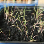 2013-04-07 trawa cytrynowa 2013-04-07 trawa cytrynowa