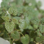 2013-04-13 melisa po zimowaniu w domu 2013-04-13 melisa po zimowaniu w domu