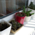 2013-04-14 oregano, skalniaki i melisa 2013-04-14 oregano, skalniaki i melisa