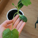 2013-04-14 cukinia 2013-04-14 cukinia