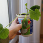 2013-04-14 cukinia 2013-04-14 cukinia