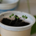 2013-04-14 cząber 2013-04-14 cząber