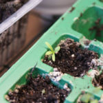 2013-04-14 estragon 2013-04-14 estragon