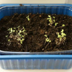 2013-04-14 majeranek 2013-04-14 majeranek