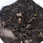 2013-04-14 mięta odbija po zimowaniu na balkonie 2013-04-14 mięta odbija po zimowaniu na balkonie