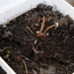 2013-04-14 mięta odbija po zimowaniu na balkonie 2013-04-14 mięta odbija po zimowaniu na balkonie