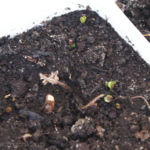 2013-04-14 mięta odbija po zimowaniu na balkonie 2013-04-14 mięta odbija po zimowaniu na balkonie