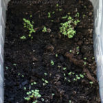 2013-04-14 oregano 2013-04-14 oregano