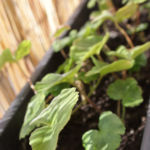 2013-04-14 sadzonki pelargonii 2013-04-14 sadzonki pelargonii