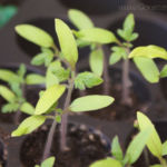 2013-04-14 pomidor owalny 2013-04-14 pomidor owalny