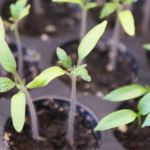 2013-04-14 pomidor bawole serce 2013-04-14 pomidor bawole serce