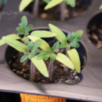 2013-04-14 pomidorki balkoni red 2013-04-14 pomidorki balkoni red