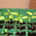 2013-04-14 pomidorki maskotka 2013-04-14 pomidorki maskotka