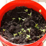 2013-04-14 roszponka przed przesadzaniem 2013-04-14 roszponka przed przesadzaniem