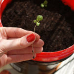 2013-04-14 sadzonka roszponki 2013-04-14 sadzonka roszponki