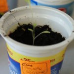 2013-04-14 sałata 2013-04-14 sałata