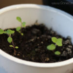 2013-04-14 stewia 2013-04-14 stewia