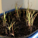 2013-04-14 trawa cytrynowa 2013-04-14 trawa cytrynowa