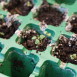 2013-04-14 tymianek 2013-04-14 tymianek