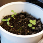 2013-04-15 stewia 2013-04-15 stewia