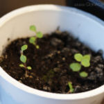 2013-04-15 stewia z urwanym łbem :P 2013-04-15 stewia z urwanym łbem :P