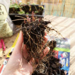 2013-04-16 lubczyk po zimie 2013-04-16 lubczyk po zimie