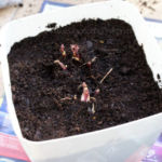 2013-04-16 lubczyk po przesadzeniu 2013-04-16 lubczyk po przesadzeniu