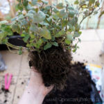 2013-04-16 melisa po zimie 2013-04-16 melisa po zimie