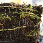 2013-04-16 system korzeniowy mięty po zimie 2013-04-16 system korzeniowy mięty po zimie