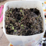 2013-04-16 oregano po zimie 2013-04-16 oregano po zimie