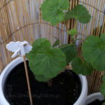 2013-04-16 pelargonia 2013-04-16 pelargonia