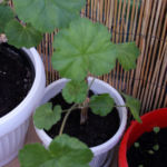 2013-04-16 pelargonia 2013-04-16 pelargonia