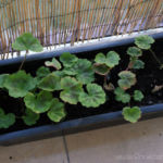 2013-04-16 sadzonki pelargoni 2013-04-16 sadzonki pelargoni